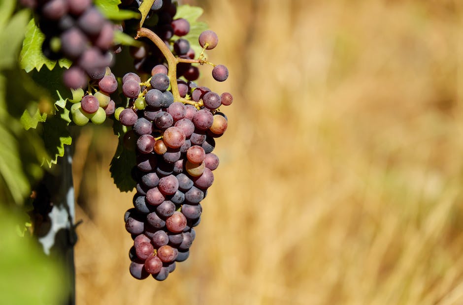 “Unleashing the Potential of Grape Finance: An Insider’s Guide to Financial Opportunities”